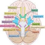 cranial nerve