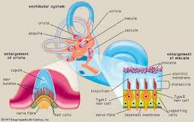 vestibular rehab