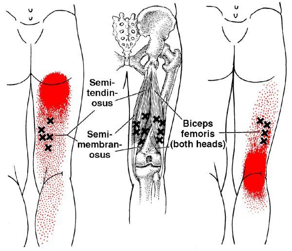 hamstring anatomy